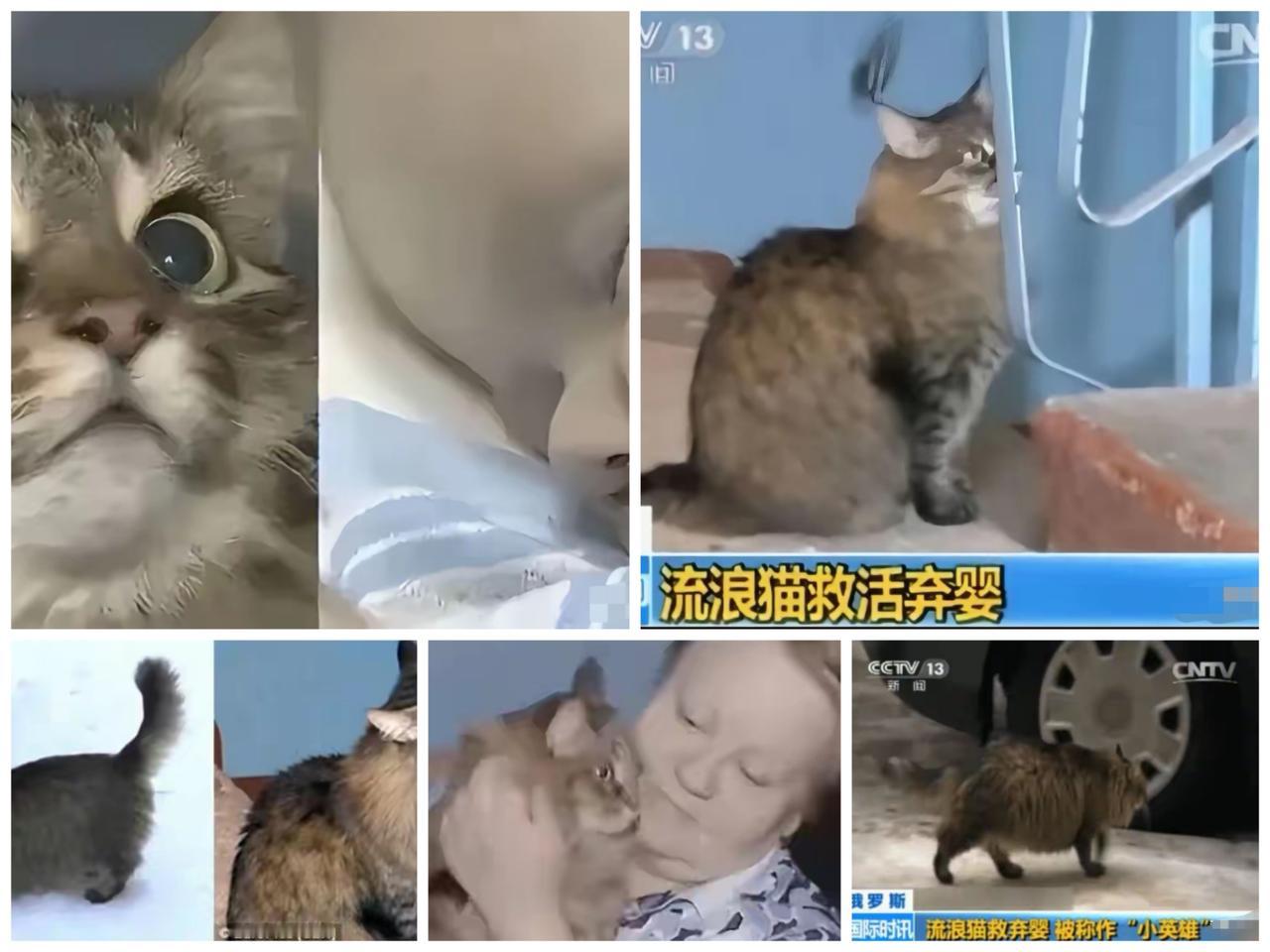 俄罗斯一只流浪猫火遍全球，连央视都报道了它。当地冬天极寒，好心人在楼道放了纸箱铺