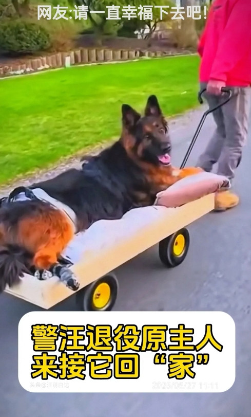 警汪“黑虎”今天退役，原主人早早的在大门外等候了，虽然心理上提前打了预防针，但看