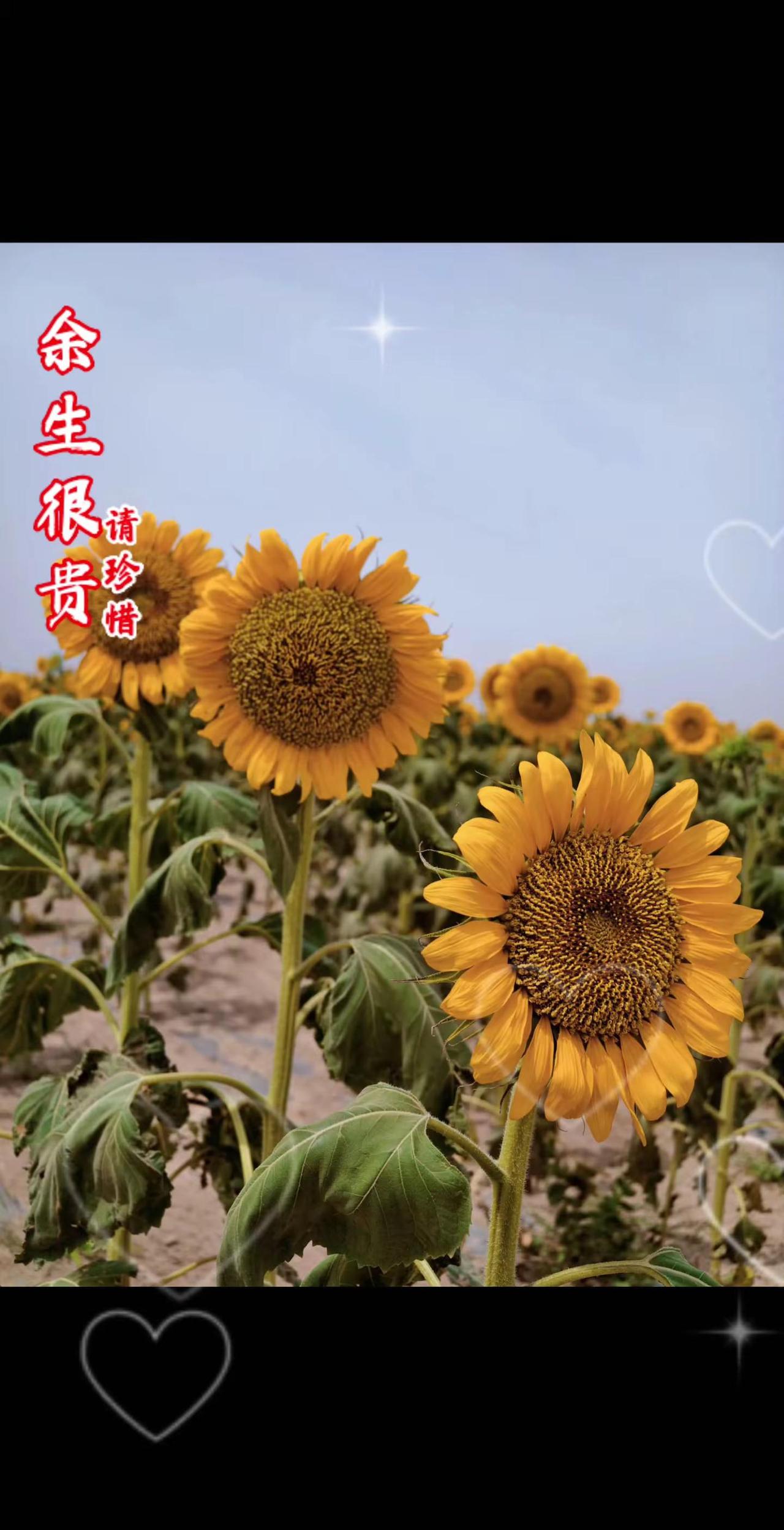 总有一片花海值得你去看看葵花盛开的季节向阳而生的葵花