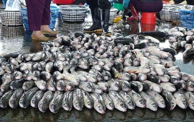 最干净的三种淡水鱼1.鳜鱼(桂鱼)推荐理由：完全淡水生活，喜欢栖息于水草茂盛