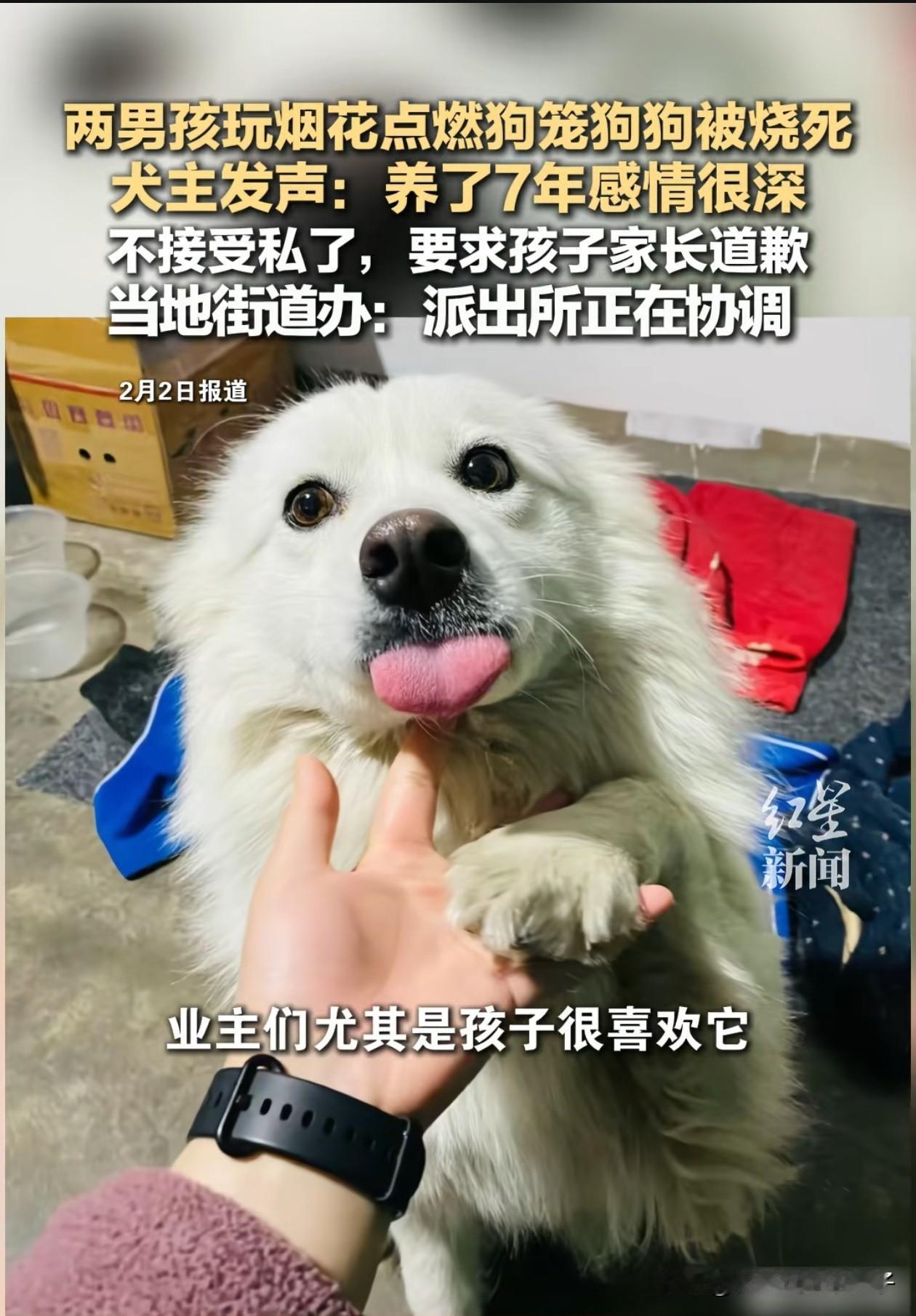 两男孩玩火导致萨摩耶被烧死，经过1天1夜，我又挖出几个细节！第1、狗主人说，