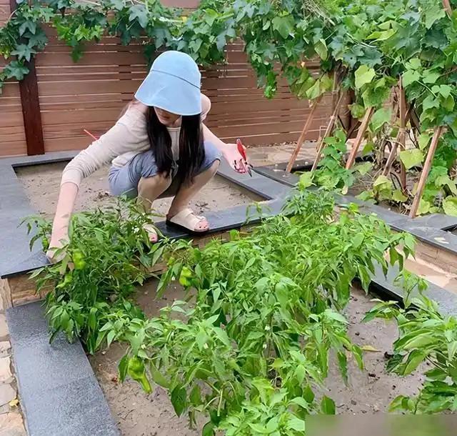 张馨予的院子火了，戳穿了多少明星的“假精致”和多少普通人的“真焦虑”