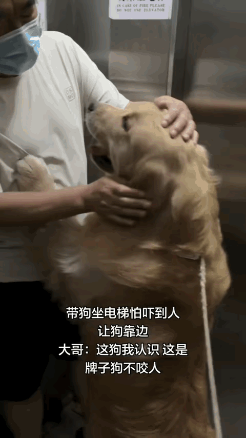 如今很多人对大型犬抱有偏见，遛狗、乘梯时，养狗人士总是步步谨慎，生怕狗狗体型庞大