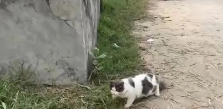国庆假期外出散步，在一条乡间小路上被一只流浪花猫拦住了去路。它冲着我喵喵叫好像有