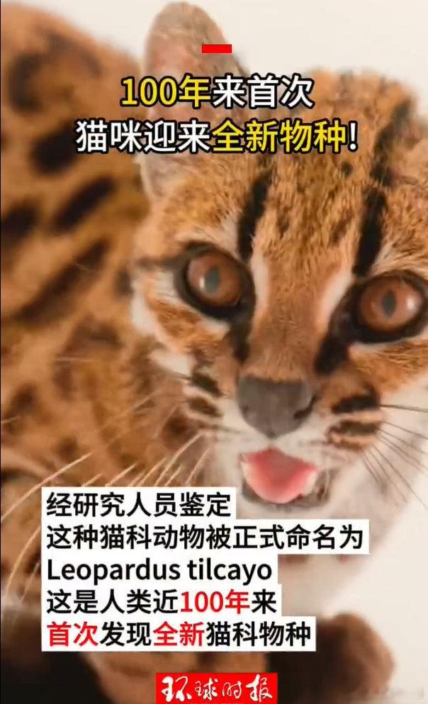 #萌宠##人类发现新猫咪物种#据环球时报报道，玻利维亚森林里生存着一种以前从来没被记载过的野猫，不久