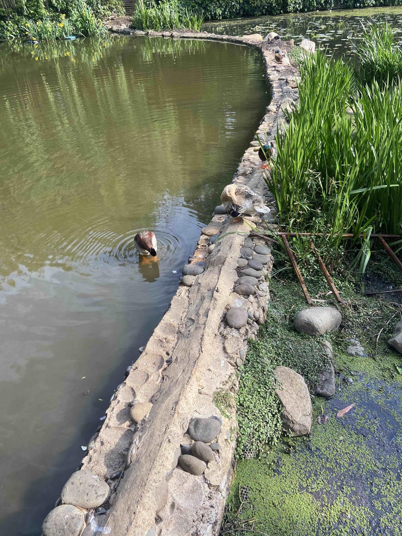 散步的时候碰到一群野鸭，还不是很怕人，走近了它才会跑开。小点的，头部翠绿色，是