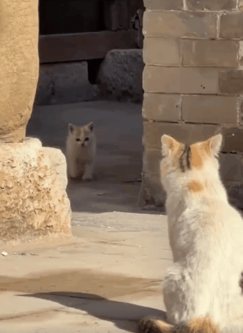 小猫咪被好心人收养后，猫妈妈还是会经常上门探望孩子看到妈妈的时候，小猫还有点不敢