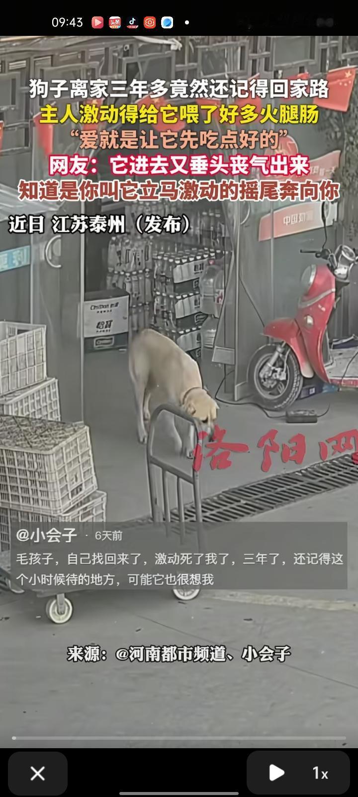 近日，江苏泰州。狗子离家三年多竟记得回家的路，主人激动地给它喂许多火腿肠。主人孔