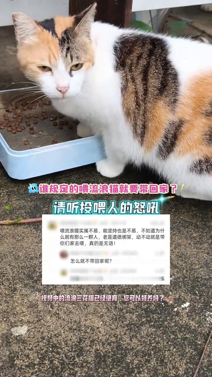 谁规定的喂流浪猫就要带回家？请听投喂人的怒吼。喂流浪猫实属不易，能坚持也是不易