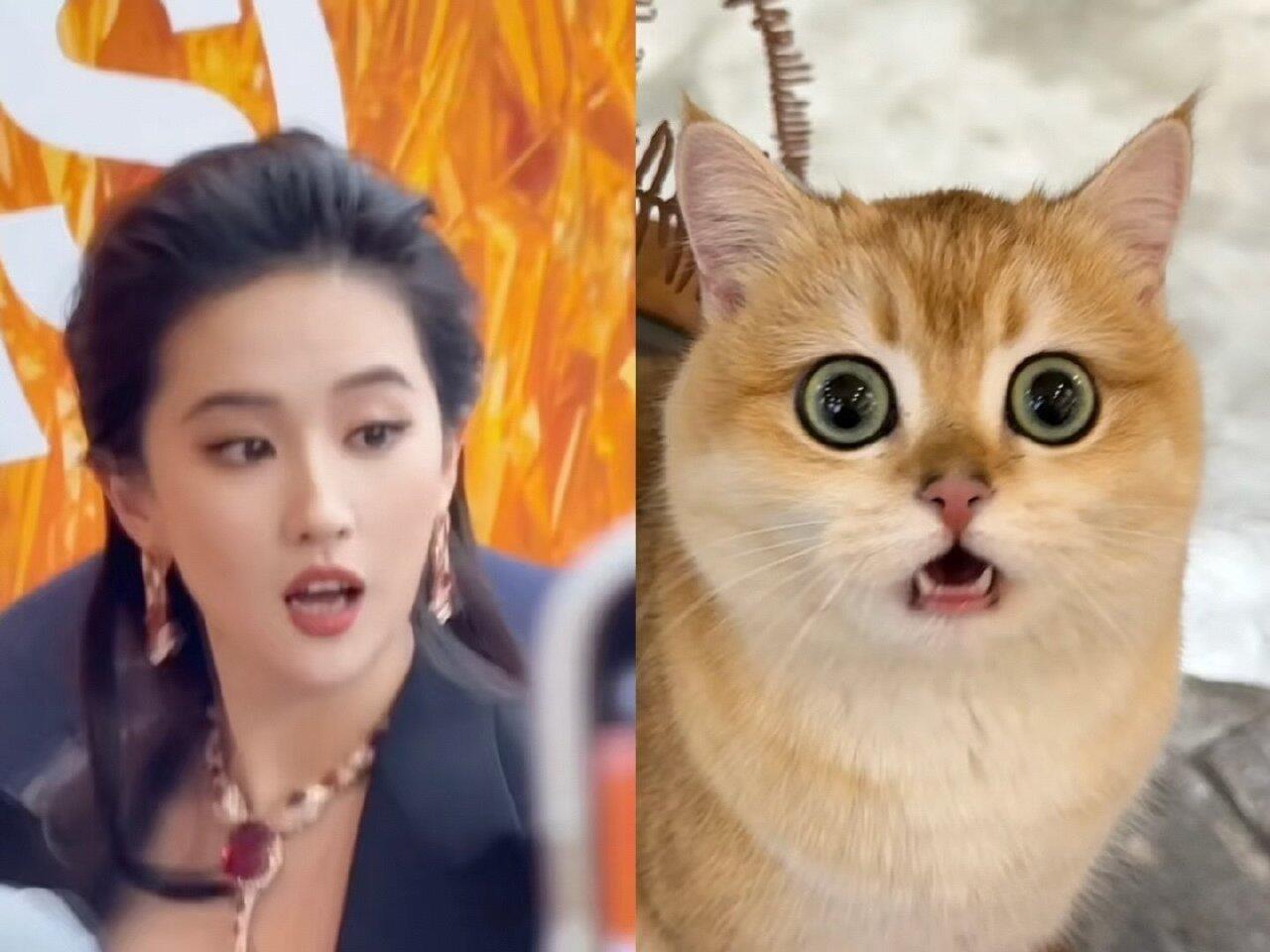 笑死谁做的😂刘亦菲动物情头​​​