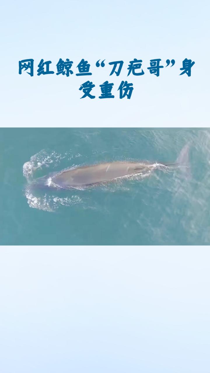 2月7日，广西涠洲岛上演了一幕令人痛心的场景，网红鲸鱼“刀疤哥”因渔船撞击而身受
