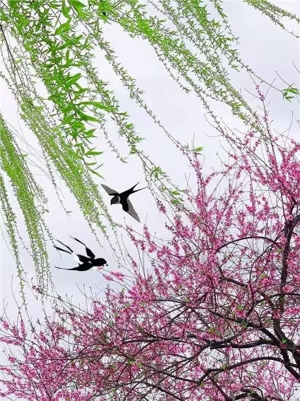两只鸟儿在花间飞舞，真美！