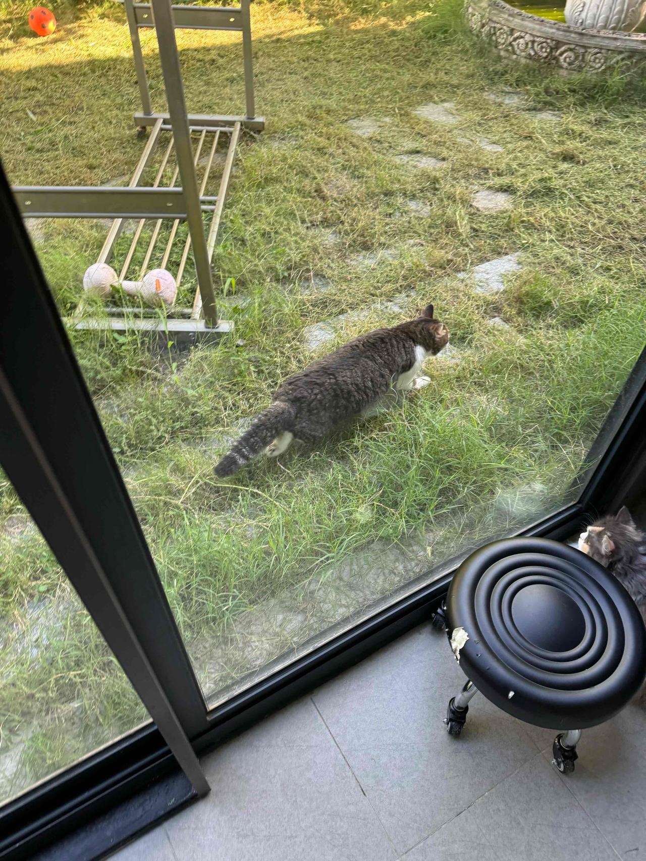 躲得太好以至于家长找不到的小猫！