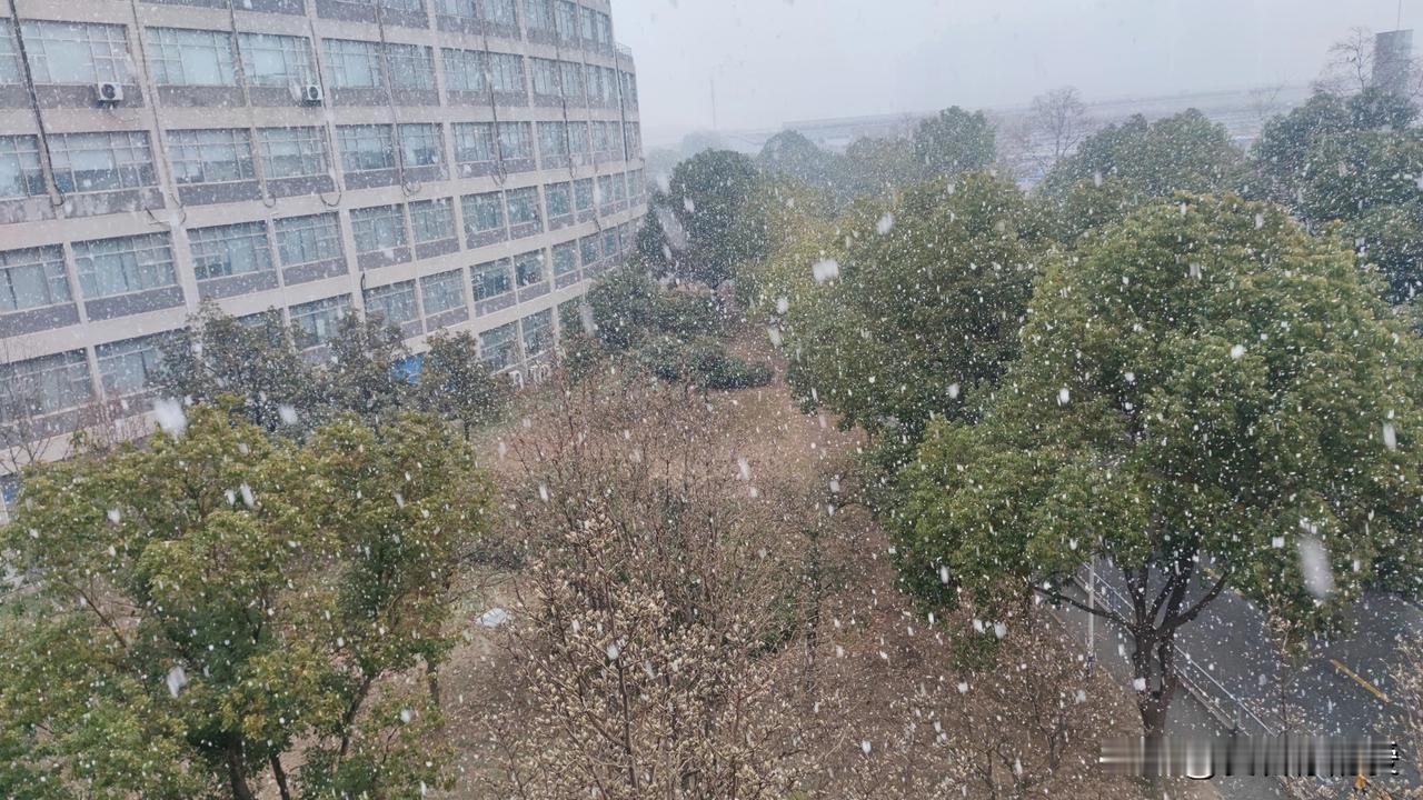 合肥这场雪下得着实让人猝不及防！昨夜还是明月高悬，转眼间鹅毛大雪便毫无预兆地降临