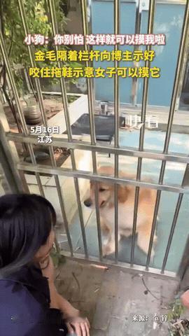 “这小狗怎么可以这么聪明！”江苏，一女子遇到一只被关在院子里的金毛，金毛隔着栏杆