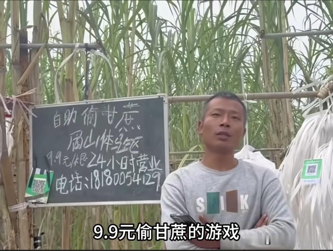 9.9元偷甘蔗体验变真偷，老板好心办活动却被薅到亏惨！眉山有个老板整了个“