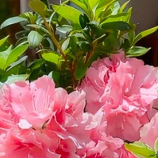 杜鹃花的种植方法一、土壤选择：杜鹃花喜欢疏松肥沃的弱酸性土壤，可以使用腐叶土、松