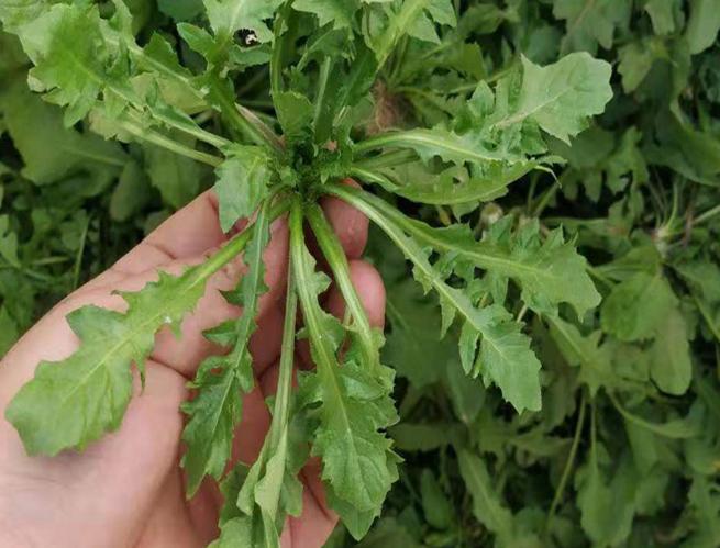 谷雨后，这菜使劲吃，一清热解毒，二健胃消食，三祛湿，鲜嫩营养谷雨一过，气温回
