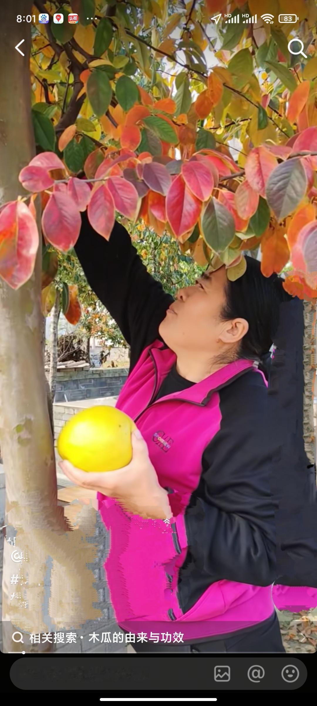 风景如画，木瓜飘香。在河南豫东一乡镇壮元文化公园里，木瓜飘香，风景如画。