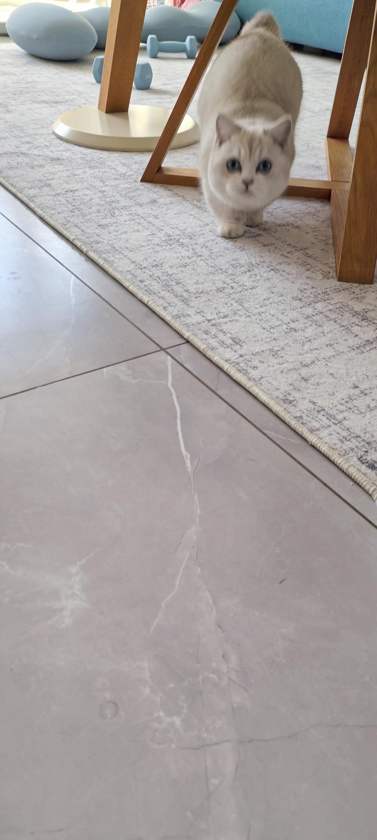 现在我的手机里大部分都是雪糕的照片了.从我女儿卖回雪糕后.有猫咪的房子.猫咪的玩