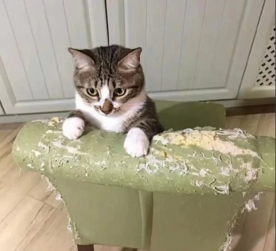 我把养了十天的猫扔出去了——不是狠，是被现实打败了