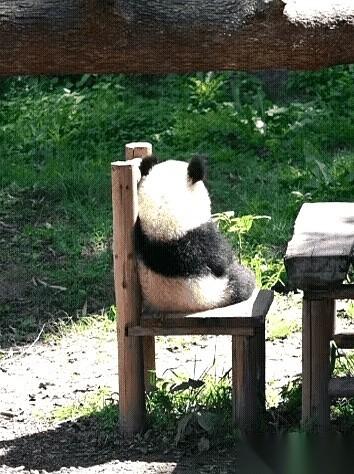 我跟你讲，这世界有时候真的挺魔幻的。现在连熊猫圈都卷成这样了？有个叫“小月亮”