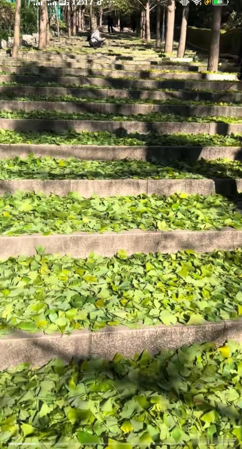 一夜之间银杏叶子全落了，还没黄呢，都是绿叶子，季节乱了，给植物都整蒙了今年东北