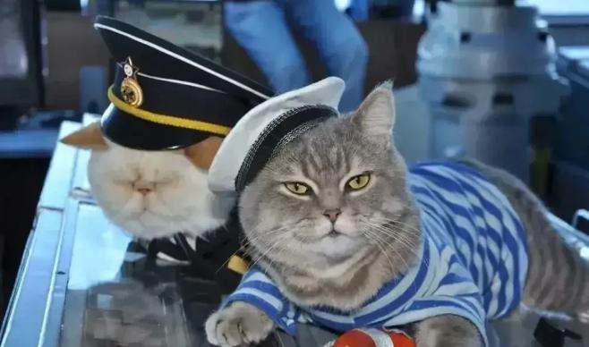 航母上为什么要养猫？是为了抓老鼠？那你就错了，现在航母上的猫可不是为了抓老鼠，而