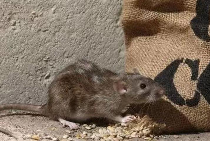 为什么农村老鼠变少了？一位60多岁的农户表示：目前农村的老鼠的确比以前少很多，主