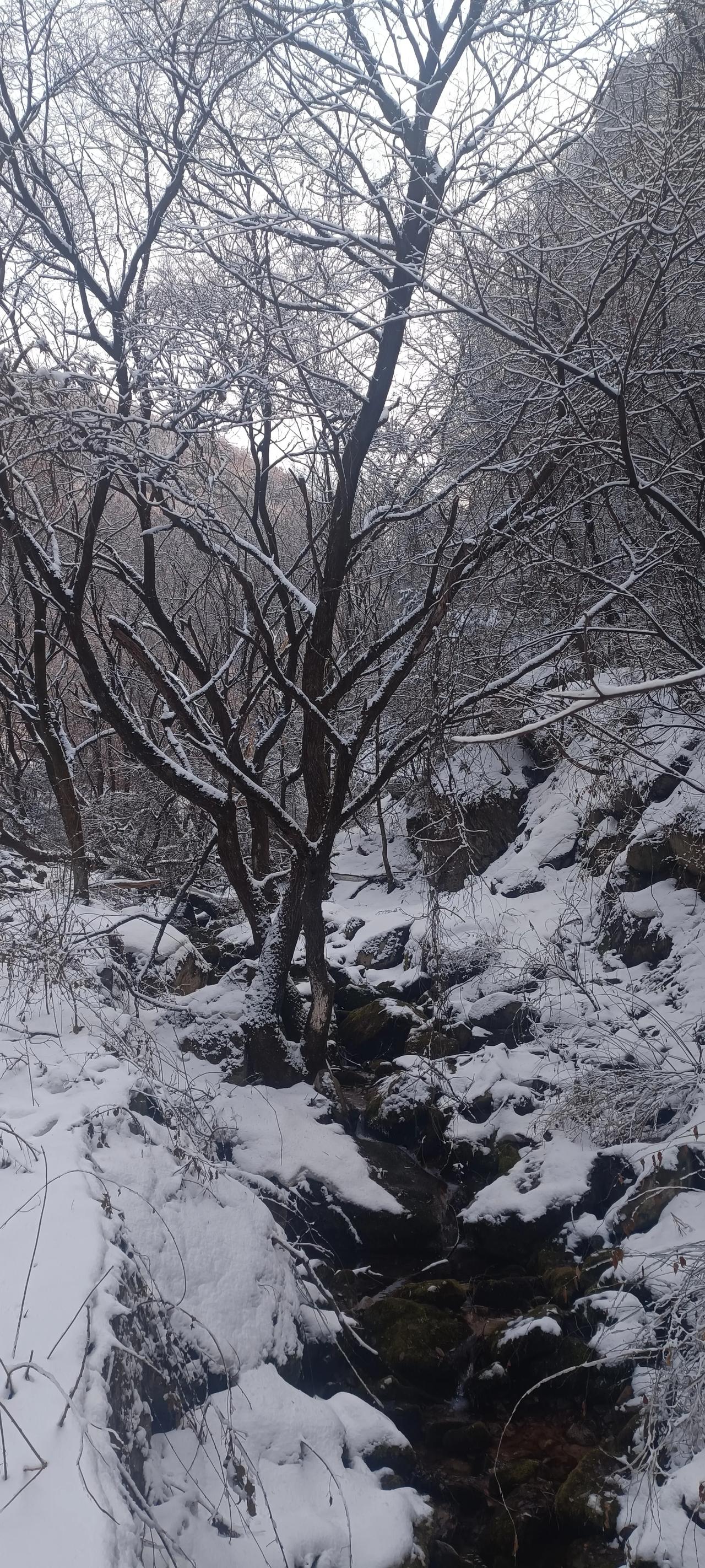 雪后的秦岭就像被大自然精心雕琢的艺术品。抱龙峪成了冰雪世界，那冰瀑悬在山间，雾凇