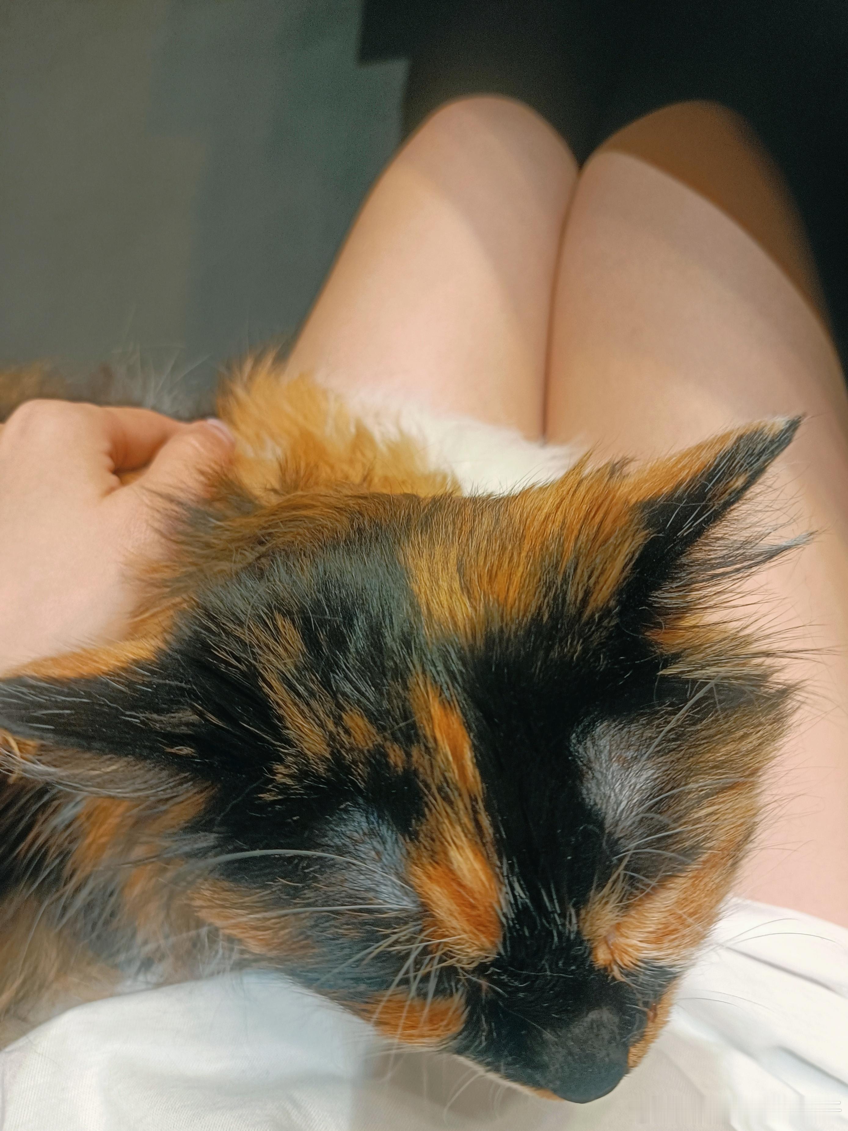 我爱猫猫🐱猫猫爱我❤