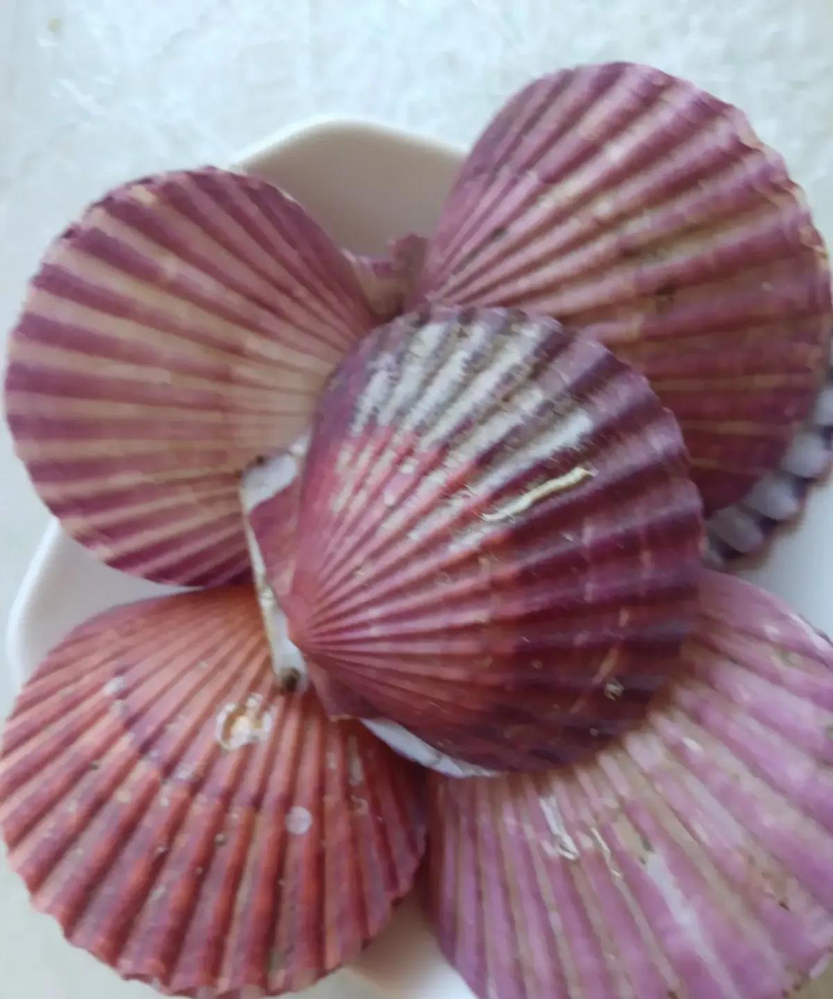 男子超市花20块拎回十斤红扇贝，平均两块一斤，比白菜还便宜。我刷到视频时他正把