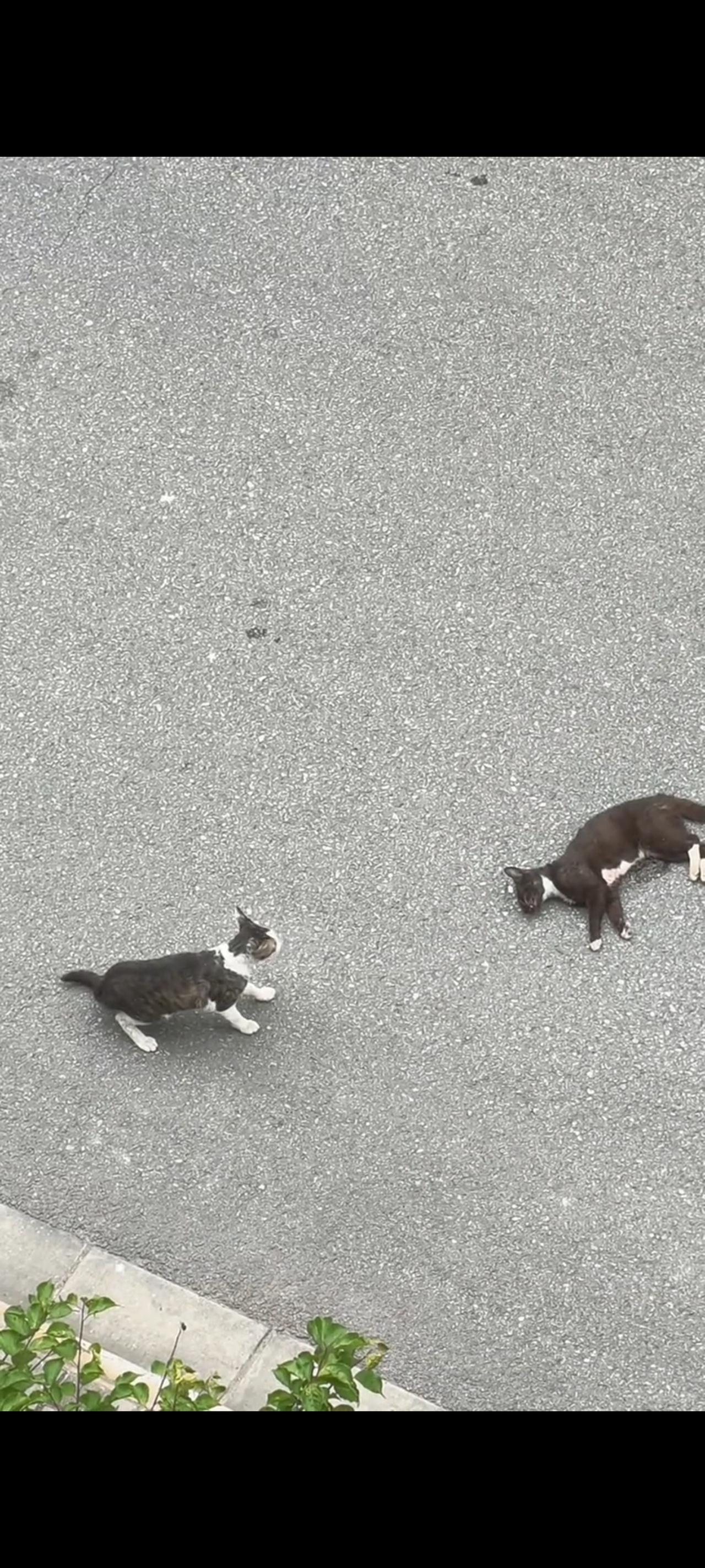 两只流浪猫在并排过马路之际，不幸还是降临到了其中一只流浪猫的身上，突然之间就被一