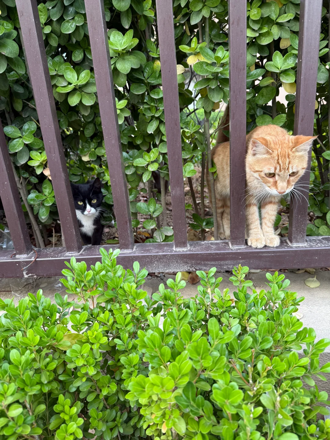 遇见小猫咪