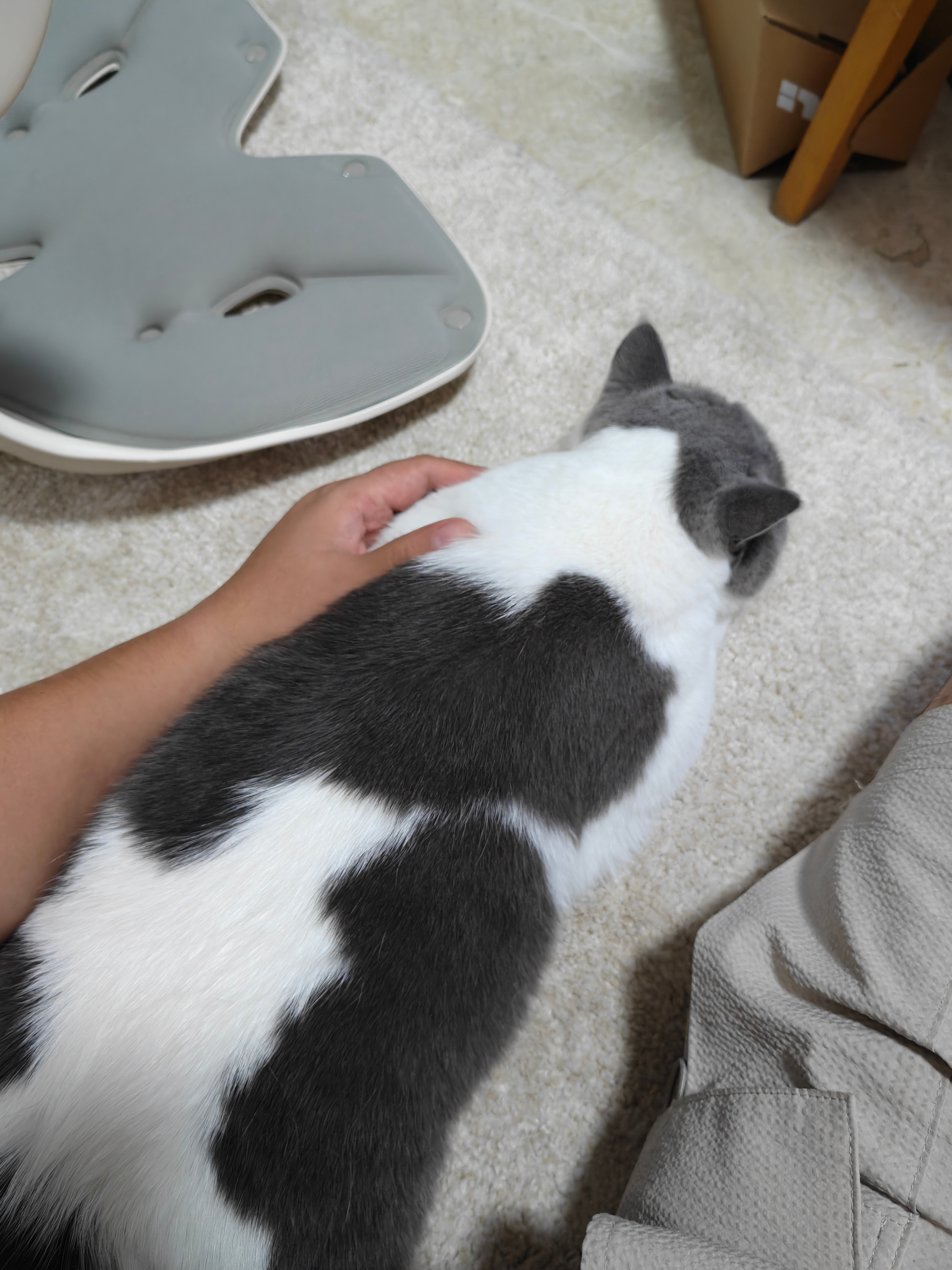 家里有猫真好哇。​​​