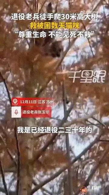 江苏苏州一只小猫被困在30米高的树上，由于胆小不敢下来，足足被困了9天。一名
