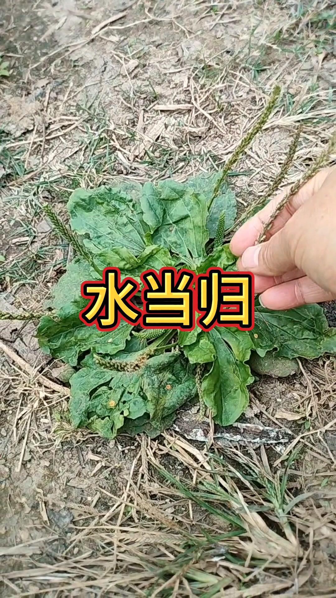 它的价值主要体现在药用方面，对一些身体不适有很好的调理作用。而且在农村，很多人都