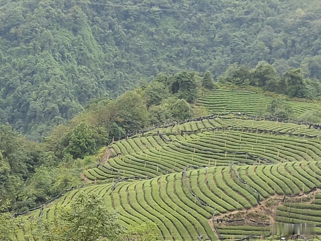 请给应届毕业生们一个就业的机会吧，他们才是未来经济的主力军！每一年夏天，成