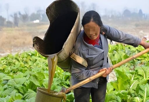 “粪水浇菜”是污染食物的源头？中科院院士曾毅认为，农村人用粪水直接浇菜，完全是千