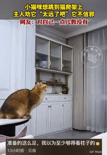 笑发财了！山东，小猫咪想从桌子上跳到猫爬架上，主人在一旁一直劝阻它“太远了吧”，
