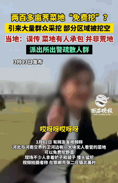 太嚣张！河南安阳，女子发现200亩荠菜，她不问主人，也不管地界，当场动手狂挖，还