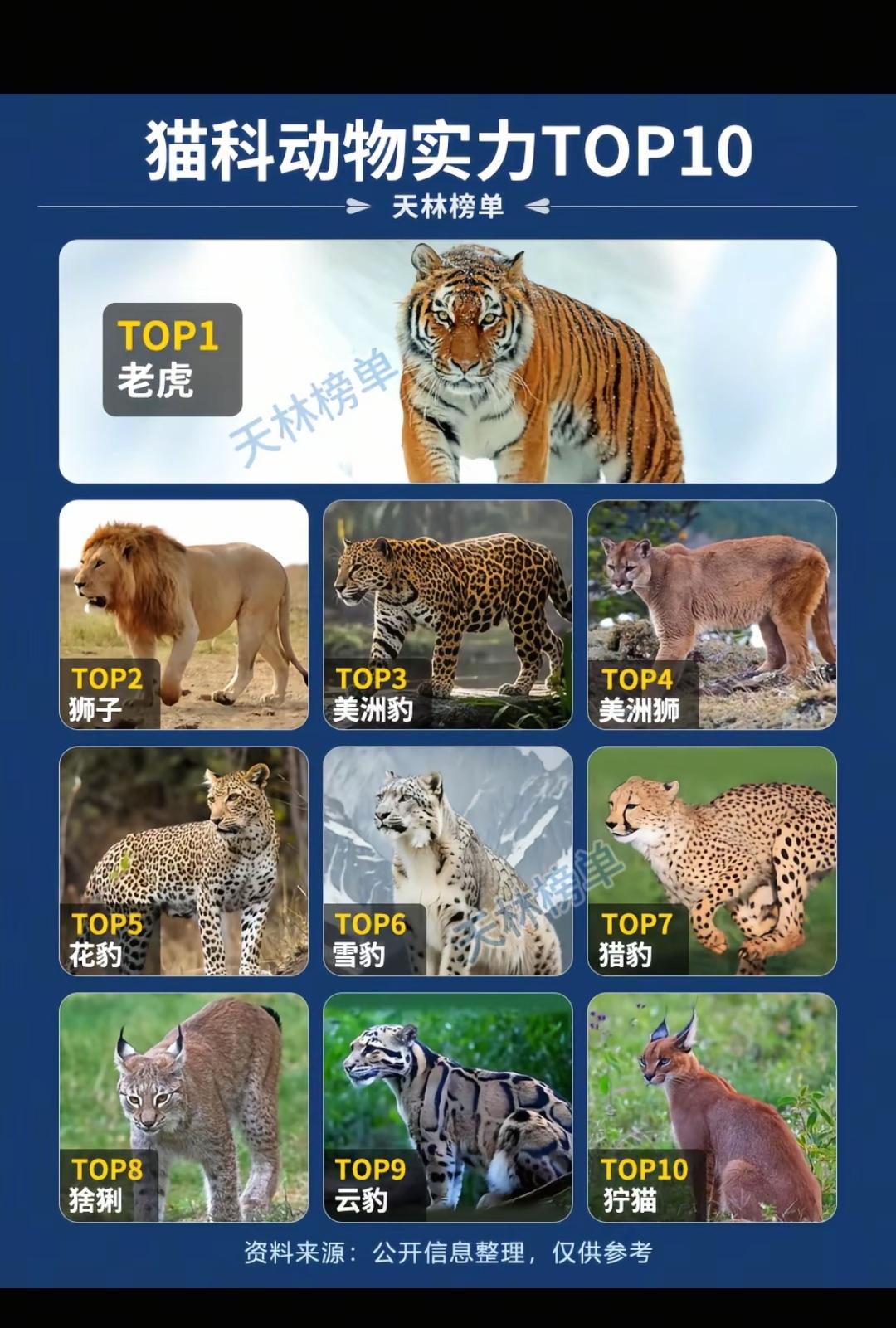 猫科动物实力TOP10。排名最没有争议的是第三，因为它不可能进前二，也不能掉出第