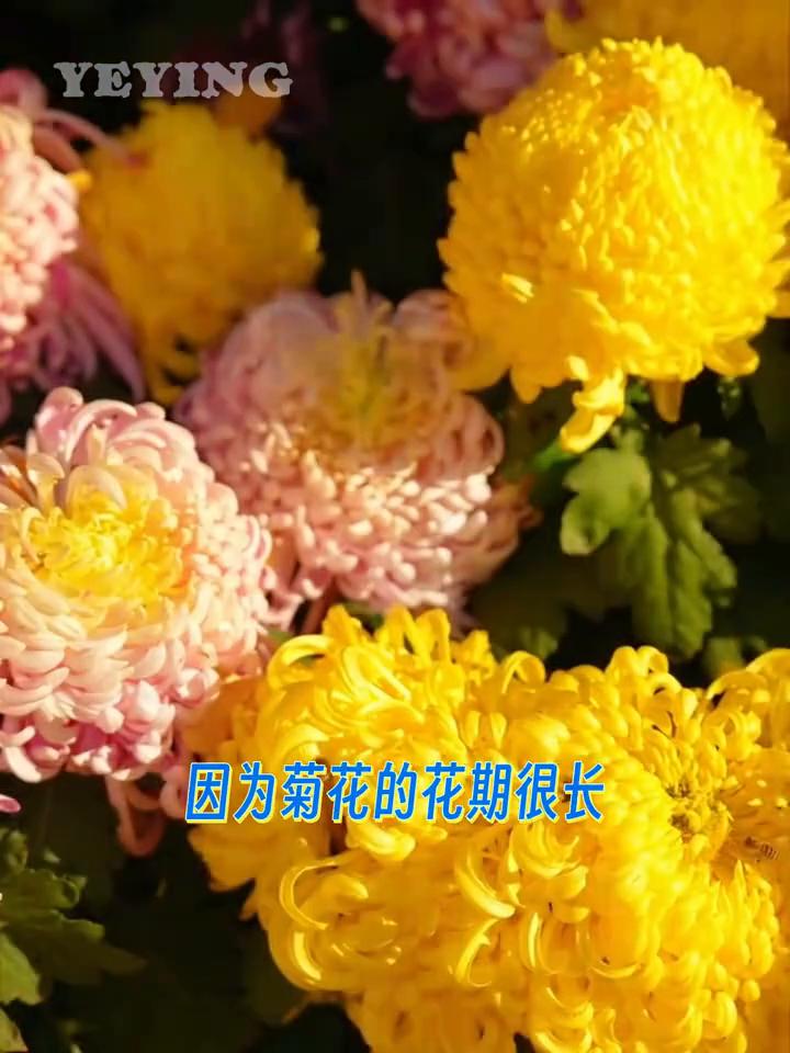 这个清明不要再拿着菊花去祭祀了。菊花变成祭祀花其实是文化置换的结果。在中国的传统