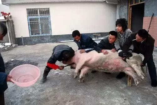 今天邻居家杀猪，快到吃饭的时候，开进院一辆小轿车。下来两个亲戚，气宇不凡，穿