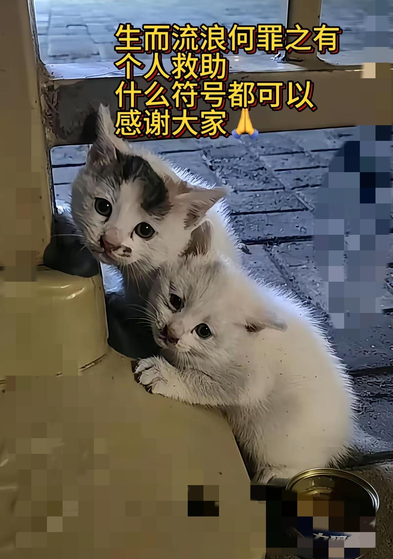 谁能扛得住路边两只盼着妈妈的小奶猫，心一下就揪紧了。转角撞见它们缩