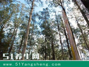 它是世界上最能“喝水”的树, 每天喝水1000斤, 沼泽地种上它能变良田