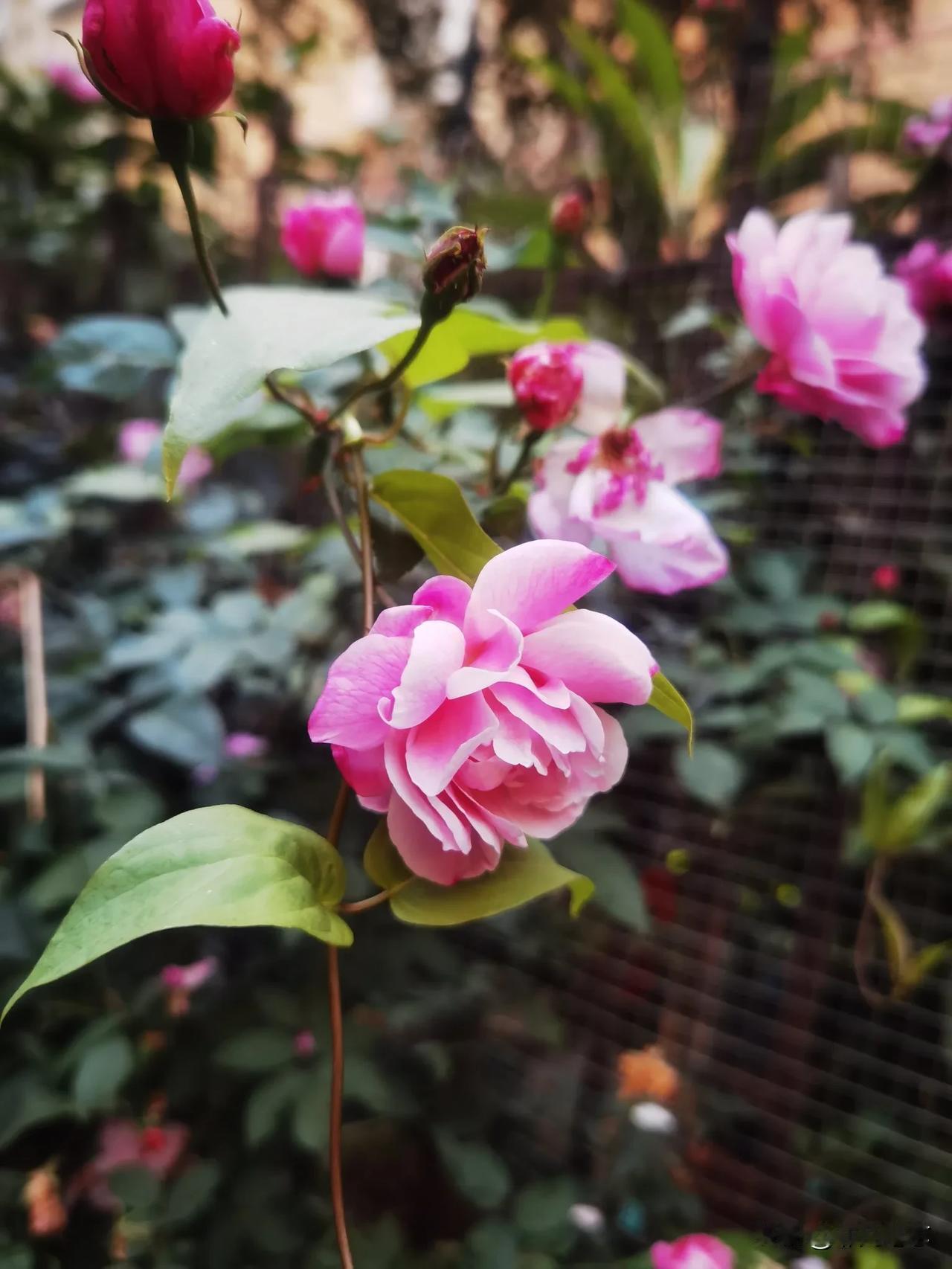 晒图笔记大赛篱笆墙外的月季花开得正艳，养花修心，感恩生活的美好