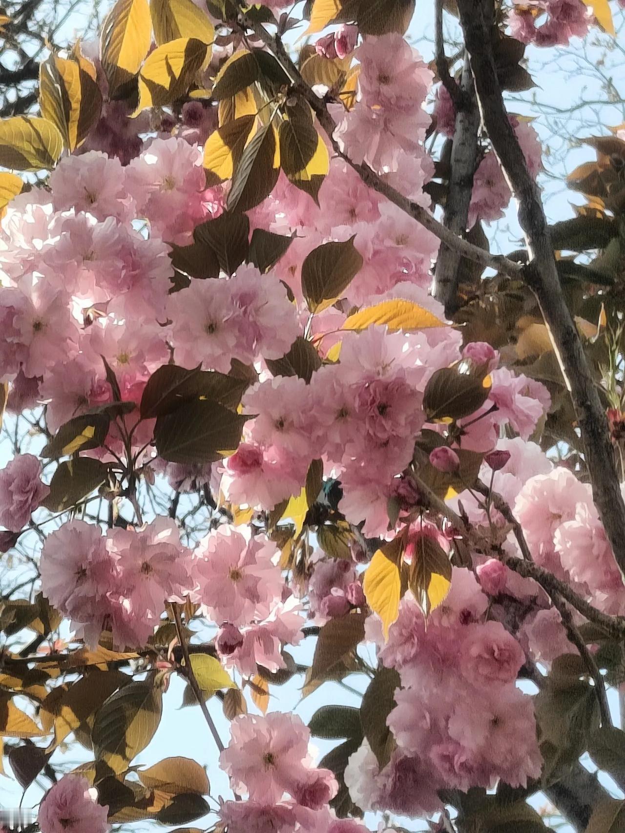 四月的青岛阳光明媚，樱花盛开，人生总有属于自己的风景，踏着春天的脚步，出门溜达溜