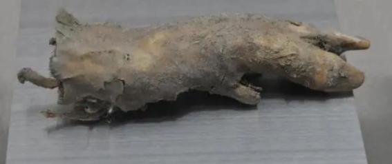 1983年7月，嘉峪关出土一只2000年前的野猪蹄，是汉代士兵舍不得丢弃，把它埋