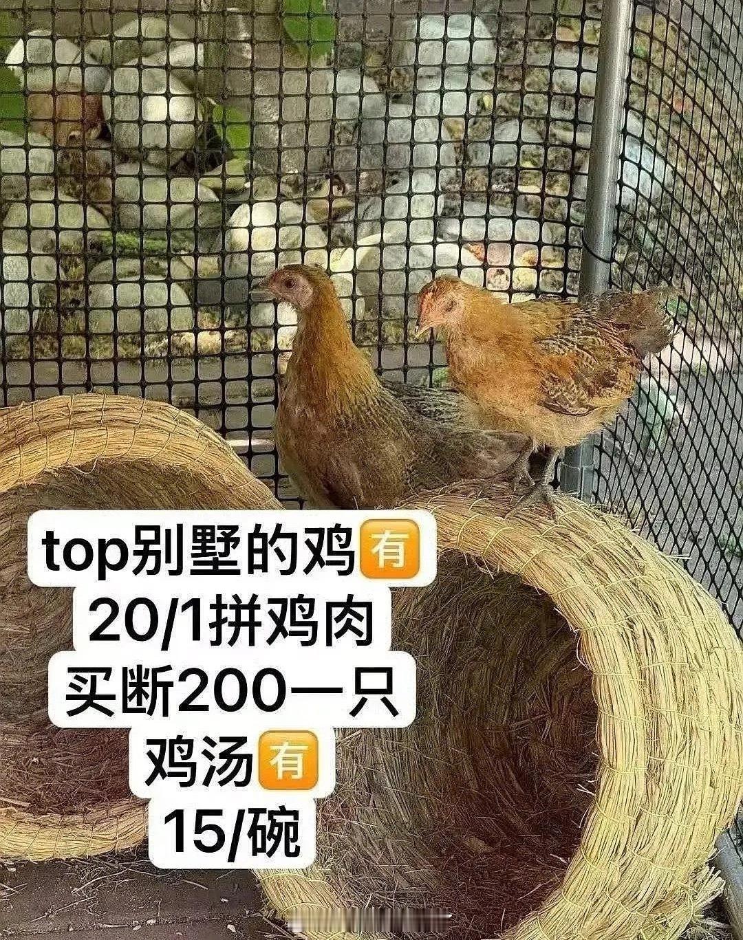 SS的脑回路真的不懂…去偷张极养的鸡？？